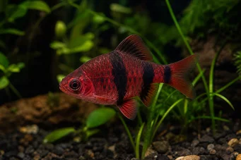 Puntius nigrofasciatus (Barba della testa rossa, nigor barbuto)