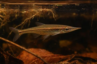 Pyrrhulina beni (Pyrhulina Beni)