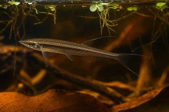 Pyrrhulina filamentosa (Pyrhulina filamentosa)