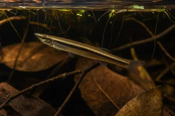 Pyrrhulina Pyrhulina