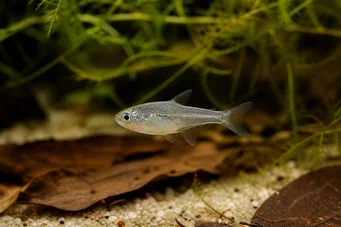 Rachoviscus graciliceps Gracile Charain