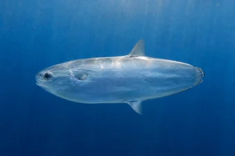 Ranzania typus (Mola typi)