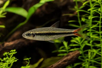 Rasbora borapetensis Rosso cota