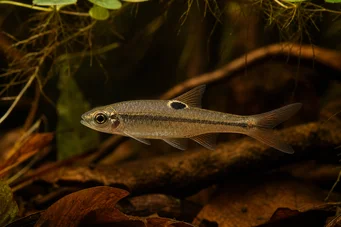 Rasbora dorsiocellata Rasbora a Ocelle