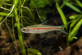 Rasbora pauciperforata Linea rossa Rasbora