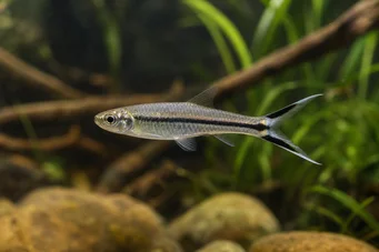 Rasbora trilineata Scissori Rasbora