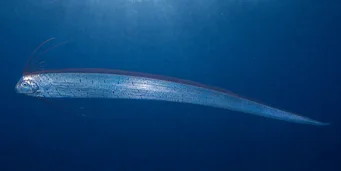 Regalecus glesne