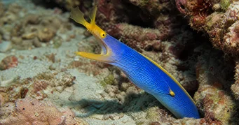 Rhinomuraena amboinensis Nastro blu