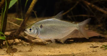 Roeboides caucae CHARACIN DU CAUCA