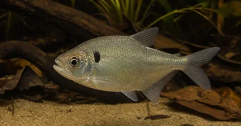 Roeboides descalvadensis Gobbo, testa in fondo a Descalvado