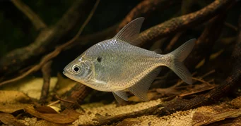 Roeboides meeki Tetra di vetro