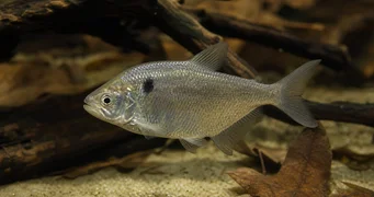 Roeboides paranensis Gobbo, testa in fondo al paraguay