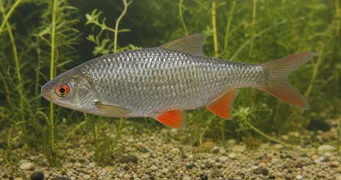 Rutilus rutilus Scarafaggio