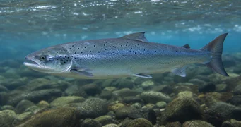 Salmo salar (Salmone atlantico)