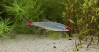 Sawbwa resplendens (Sawbwa riplendens)