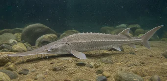 Scaphirhynchus platorhynchus (Piattaforma Sturgeon)