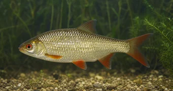 Scardinius erythrophthalmus Rotongle