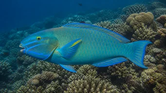 Scarus ghobban Pesce legname