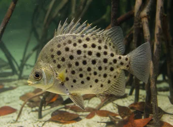 Scatophagus argus (Scatopage)