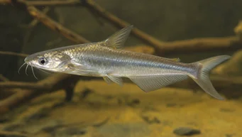Schilbe intermedius (Pesce gatto d'argento)