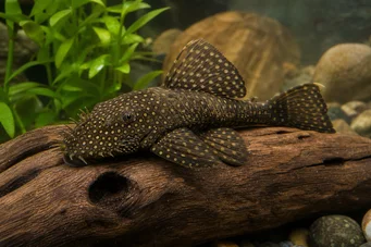Silure ancistrus Antica