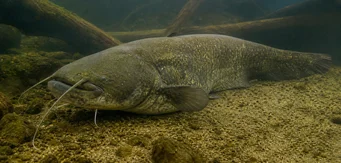 Silurus glanis (Pesce gatto glalano / pesce gatto grande)