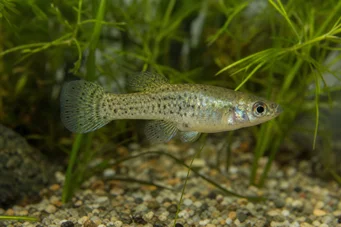 Skiffia francesae x multipunctatus (Skiffia Franceee x multipunctatus)