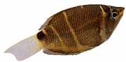 Sphaerichthys osphromeno... Gourami al cioccolato