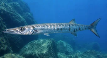 Sphyraena sphyraena (Pike marino)