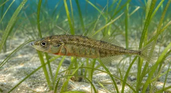 Spinachia spinachia (Epinoche marina)