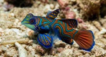 Synchiropus splendidus (Pesce mandarino)