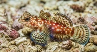Synchiropus stellatus Pesce mandarino stellare