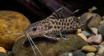 Synodontis contractus (Contrazioni Sinodontis)