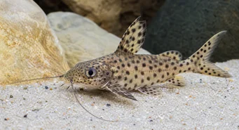Synodontis multipunctatus Sinodonte macchiato