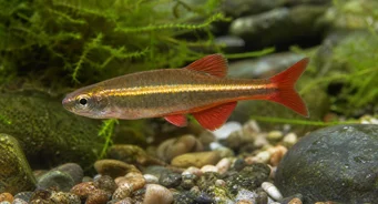 Tanichthys albonubes Povero neon