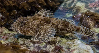 Taurulus bubalis (Sea Chabot)