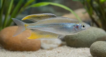 Telmatherina ladigesi Arcobaleno del famoso