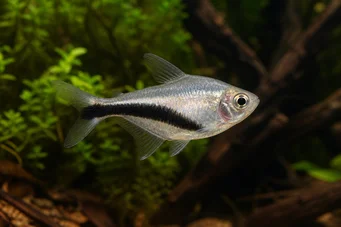 Thayeria boehlkei Pesce pinguino