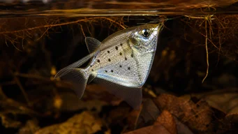 Thoracocharax stellatus Pesce Hachette d'argento