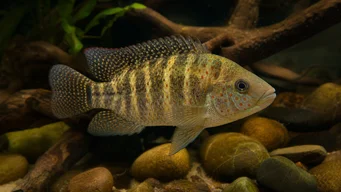 Tilapia mariae Tilapia a cinque a banda