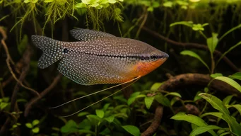 Trichogaster leeri Mosaico Gourami