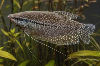 Trichogaster pectoralis Gourami di pelle di serpente