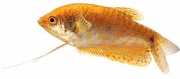Trichogaster trichopteru... Gourami con tre macchie ...