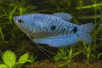 Trichogaster trichopterus sumatranus Gourami con tre macchie dorate