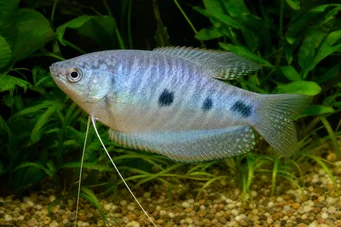 Trichogaster trichopterus Tre punti, gourami blu