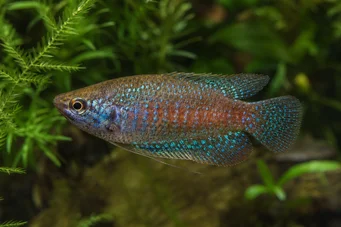 Trichopsis pumila Gourami nano