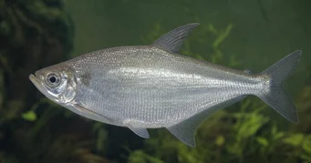 Triportheus albus Tetra-maker con pinne gialle