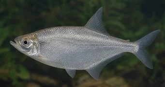 Triportheus angulatus Punteggiato