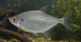 Triportheus rotundatus Troundbow Tetra rotondo