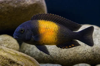 Tropheus moorii ilangi TROPHEUS MOORII INGI